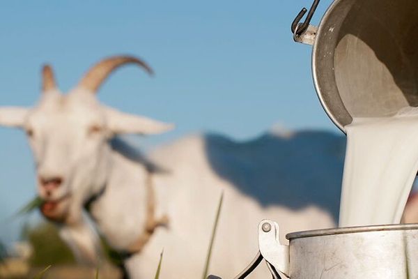 Meningkatkan Kesehatan Ibu Hamil dengan Konsumsi Susu Kambing